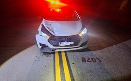 Motorista atropela animal na SC-305 em Campo Erê