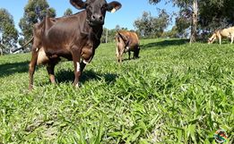 Veterinário destaca ajustes em exigências de certificação de propriedades agrícolas