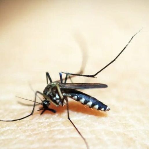 SC chega a quase 13 mil casos prováveis de dengue e Secretaria da Saúde alerta para chuvas