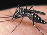 Município registra primeiro caso de dengue no ano