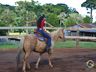 VÍDEO: Relação entre humanos e cavalos traz benefícios para o corpo e mente 