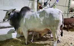 Exposição de animais será destaque na 15ª Efacitus, em Tunápolis