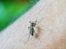 Santa Catarina chega a 71 mortes por dengue em 2022