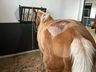 Curso de Medicina Veterinária da Uceff inova no implante de pele de Tilápia em Equino