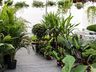 Central Flor, Floricultura e Paisagismo inaugura em São Miguel do Oeste