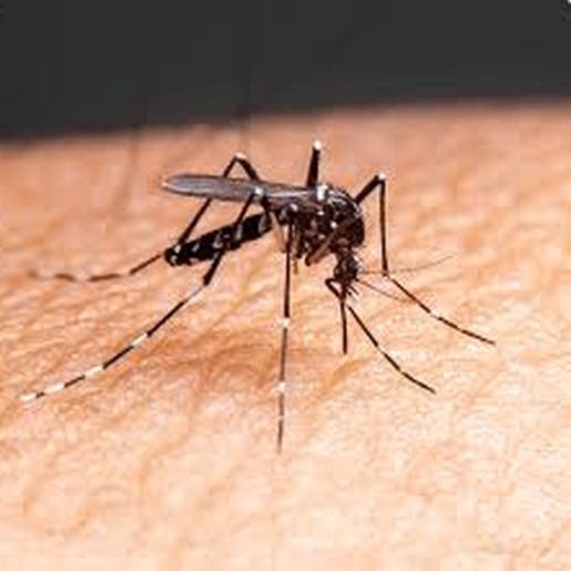Descanso confirma primeiro caso de chikungunya e se aproxima de epidemia de dengue