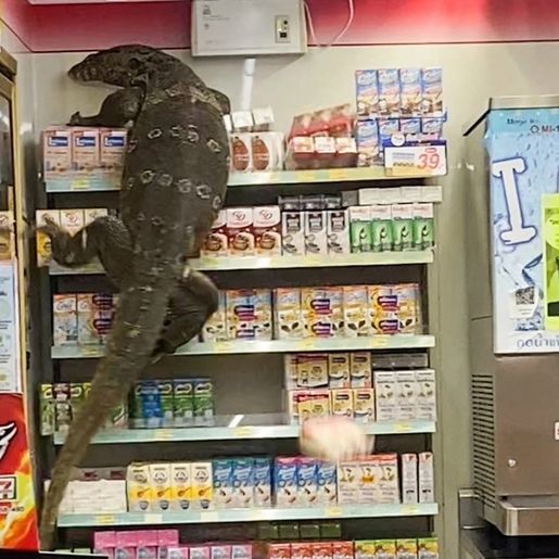 VÍDEO: lagarto gigante invade supermercado e escala prateleiras