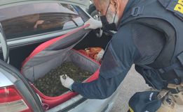Casal de SC é preso com mil tartarugas escondidas no porta-malas de carro