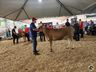 Avaliação de bezerras e novilhas é realizada na 11ª Efrait de Itapiranga