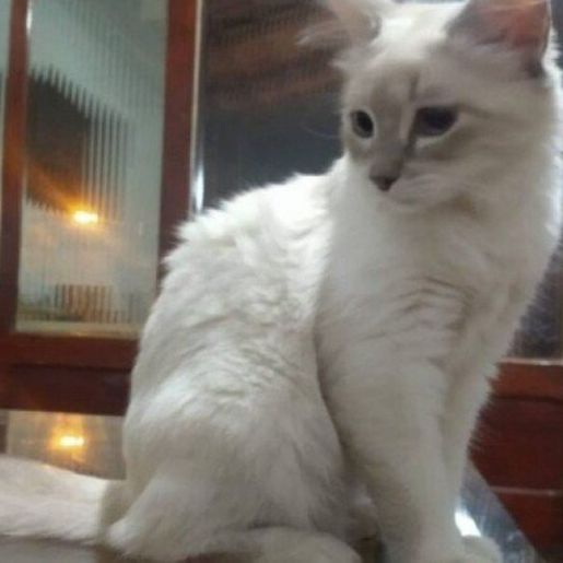 Brasil registra primeiro caso de infecção em gatos