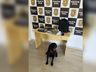 Adolescente é alvo de operação e polícia apreende droga em São Miguel do Oeste