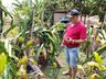 Produtor de pitayas de São José do Cedro comemora safra