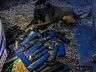 Canil encontra mais droga em carro usado para o tráfico em SMO