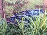 Carro sai da pista e cai em barranco na Willy Barth