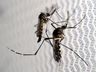 Setor epidemiológico da dengue confirma o primeiro caso importado neste ano