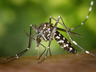 Caibi registra seis casos confirmados de dengue contraídos dentro do município