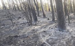Incêndio consome pastagem e reflorestamento em Itapiranga