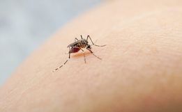 São Miguel do Oeste confirma mais de 230 casos de dengue em 2025