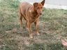 Homem que abusava sexualmente de cachorra é condenado em SC