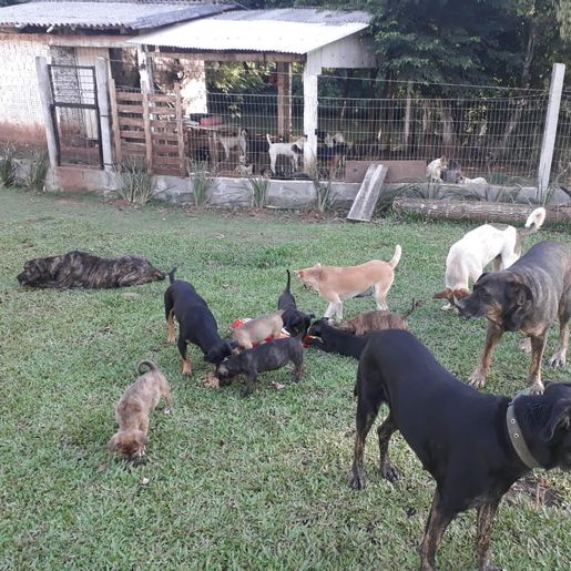 Protetora de animais pede ajuda para manter cães retirados da rua