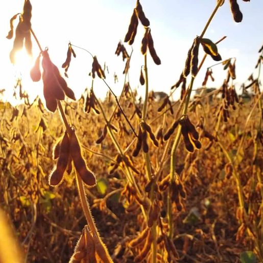Em oito anos produção de soja cresce quase 44% em Santa Catarina 