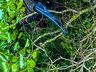 Identificada vítima de grave acidente na BR-282 entre SMO e Maravilha
