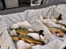 Feira do Peixe acontece nesta quarta e quinta-feira em SMO