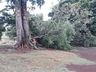 Chuva acompanhada de vento derruba árvores