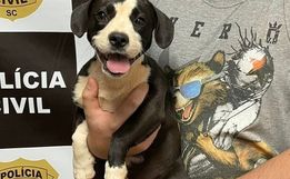 Polícia Civil localiza animal furtado em SMOeste