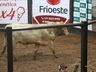 Leilão no Extremo Oeste vende 40 touros e destaca avanço da genética bovina