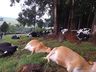 Raio mata 16 vacas em propriedade do Oeste