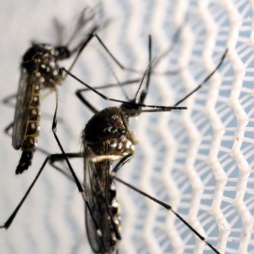 Cidade de SC registra maior número de mortes por dengue do Brasil em 2023