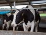 Santa Catarina exigirá rastreabilidade do leite para dar mais segurança ao consumidor