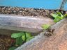 Apicultor registra morte de abelhas e suspeita de envenenamento