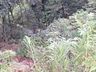 Motorista fica gravemente ferido após capotamento em ribanceira em São José do Cedro