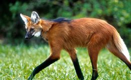 Banco Central anuncia que lançará cédula de R$ 200 com lobo-guará