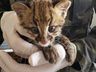 Gatos-do-mato encontrados na região são encaminhados ao Centro de Triagem de Animais Silvestres