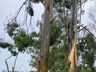 Temporal causa grandes prejuízos no interior de Itapiranga