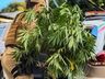 PM prende homem por tráfico e apreende pés de maconha em SMO