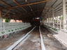 Amplo espaço foi preparado para abrigar os animais | Foto: Ascom