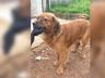 Cão fica ao lado do amigo que morreu atropelado e cena viraliza