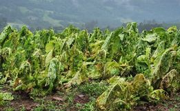 Lavoura de fumo atingida por granizo em Itapiranga | Foto: Arquivo