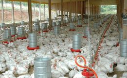 SC bate recorde histórico com mais de 328 mil toneladas de carnes exportadas em 2025