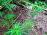 VÍDEO: PM encontra plantação de maconha no interior de Romelândia 