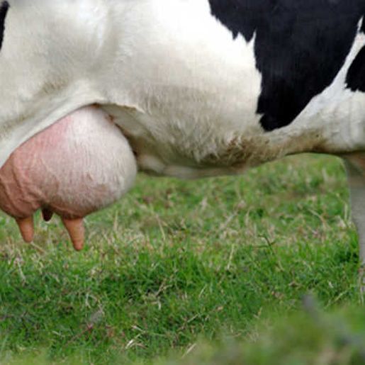 Calor traz prejuízos à produção leiteira