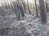 Incêndio consome pastagem e reflorestamento em Itapiranga