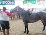 Cavalos crioulos de Itapiranga são avaliados na 11ª Efrait