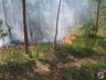 Incêndio de grandes proporções atinge plantação de eucalipto no interior 