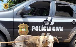 Polícia resgata cadela em situação precária e apreende armas em Mondaí