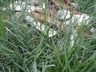 Lixo continua sendo jogado em terrenos baldios em SJCedro